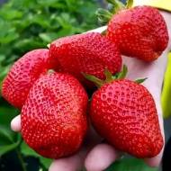 Саджанець Суниця садова (полуниця) Нора в контейнері